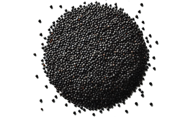 Σιναπόσπορος Μαύρος