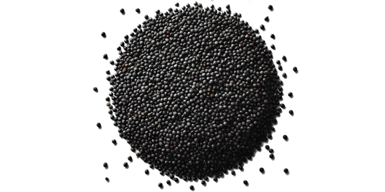 Σιναπόσπορος Μαύρος